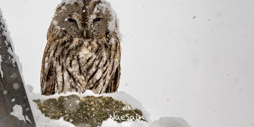 Masculul de Strix Aluco. Foto: Nae Șain