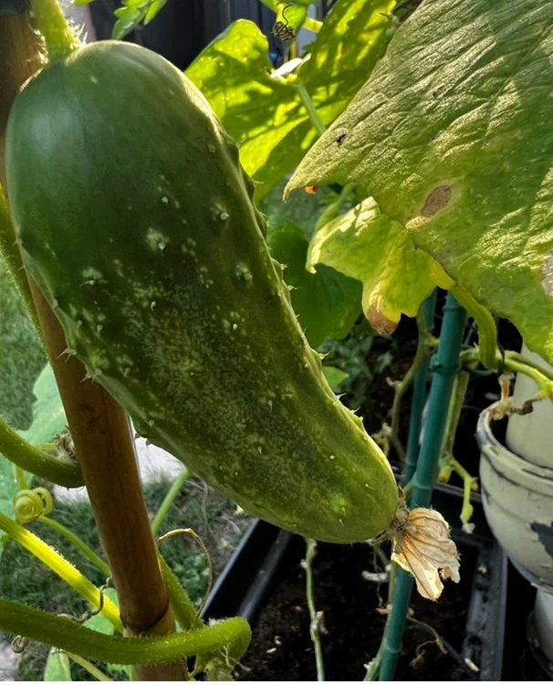 Legume. Foto: arhiva.