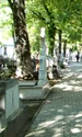 Banner Marina Voica