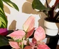 Chinese Evergreen jpeg