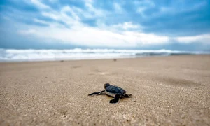 broasca testoasa pixabay jpg