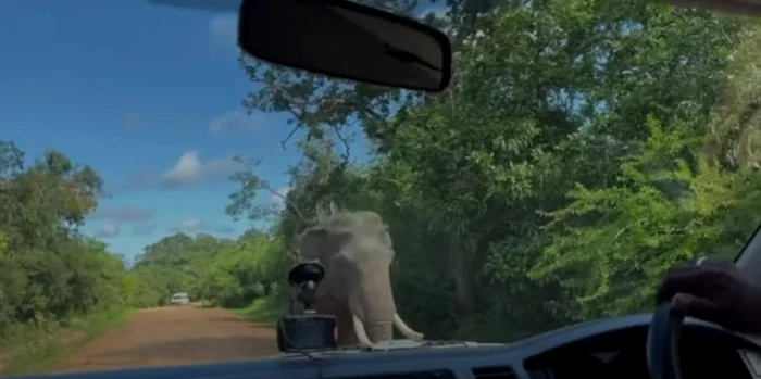 Elefantul căuta hrană. Foto Captură video YouTube 