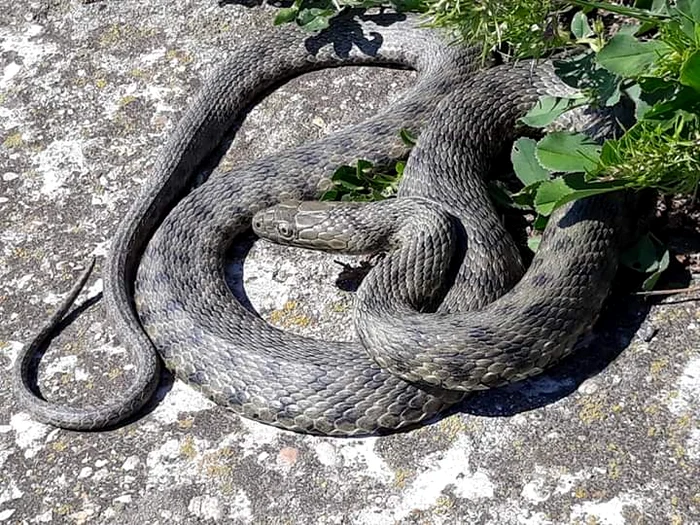 Ditamai șarpele a fost pozat pe străzile din Năvodari