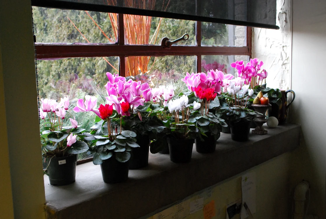 Cyclamen  jpeg