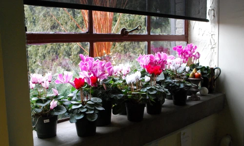 Cyclamen  jpeg