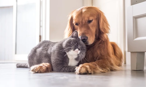 1 caine si pisica jpg jpeg