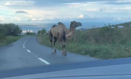 camila CLUJ jpg