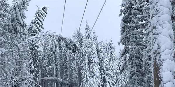 Vâlcea sub zăpadă - copaci căzuţi şi linii de energie electrică avariate Foto FB Dan Faur