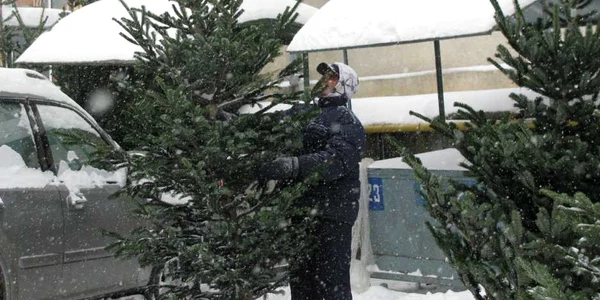Foto Arhiva Au fost confiscaţi brazii comercializaţi sau transportaţi ilegal 