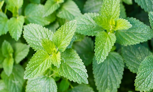 1 77030 original jpg jpeg