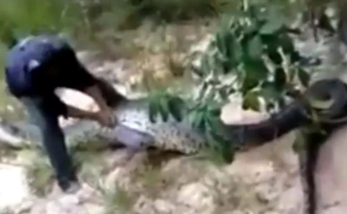 
    Reptila înghiţise un alt şarpe aproape cu aceleaşi dimensiuniFoto: Captură Youtube  