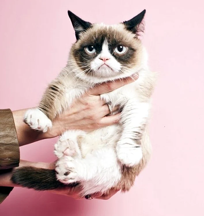 Grumpy Cat are o avere de 100 de milioane de dolari