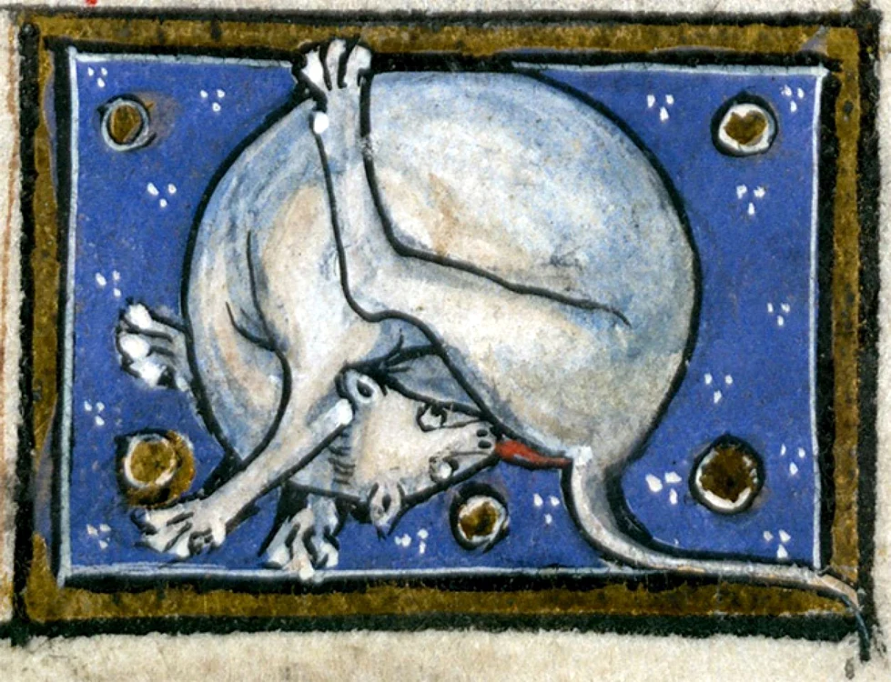 Medieval cat