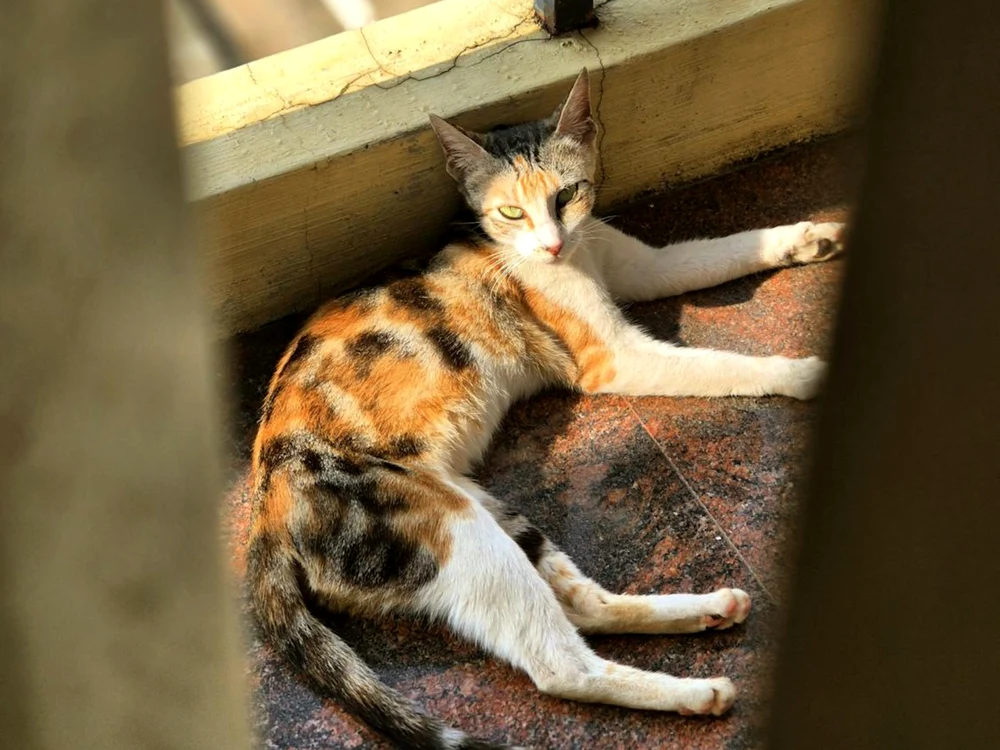 Pisică tricoloră, sau calico/FOTO: Pexels