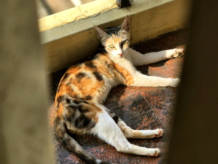 Pisică tricoloră, sau calico/FOTO: Pexels