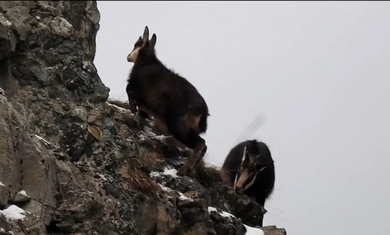 Capre negre în Parcul Natural Putna
