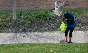 Gâştele agresive (FOTO CATERS) jpeg