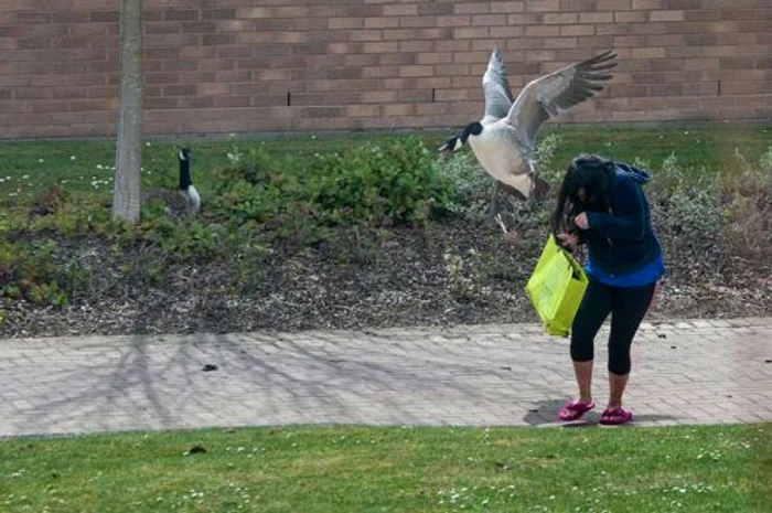 Gâştele agresive (FOTO CATERS)