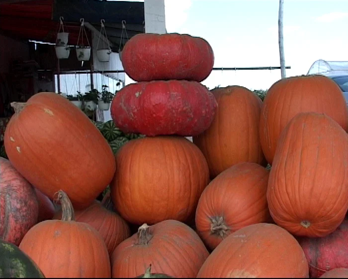 Dovlecii cultivaţi la Gheorghe Doja sunt la mare căutare în pieţele şi supermarketurile din toată ţara FOTO: M.S.