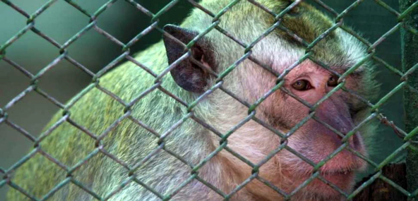 Maimuţele de la Zoo se vor muta într-un nou adăpost