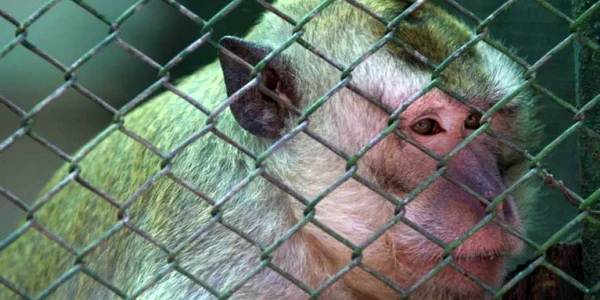 Maimuţele de la Zoo se vor muta într-un nou adăpost 