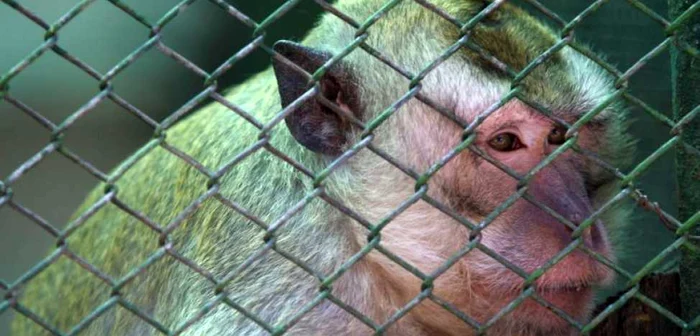 Maimuţele de la Zoo se vor muta într-un nou adăpost