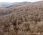 Codrii seculari din Bătrâna  Foto Daniel Guță  ADEVĂRUL (34) JPG