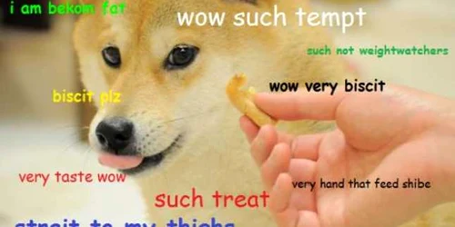 doge dog