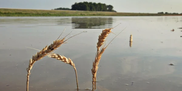 inundatii agricultura grau getty
