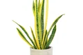 Limba socarei_shutterstock 2028160145 jpg