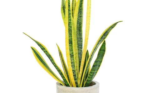 Limba socarei_shutterstock 2028160145 jpg