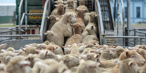 oi export vapor foto animals international