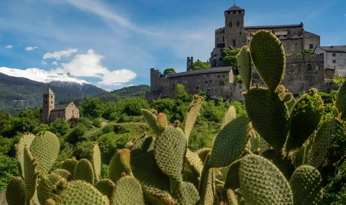 Cactușii au luat locul zăpezii, în munții elvețieni FOTO Peter Oliver Baumgartner/The Guardian