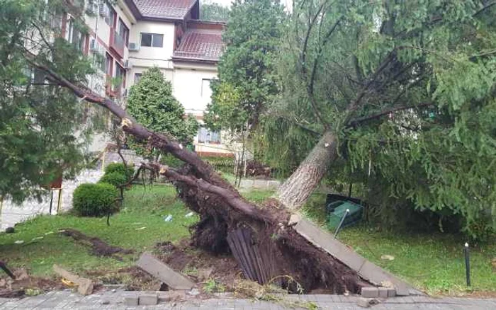 Uni copaci au fost smulşi din rădăcină FOTO Adevărul