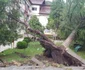 dezna arad