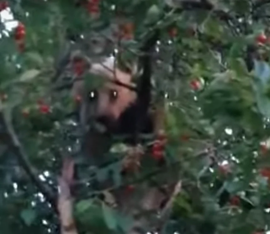 Ursuleţul în cireş FOTO: captură Video Monitorul de Vrancea