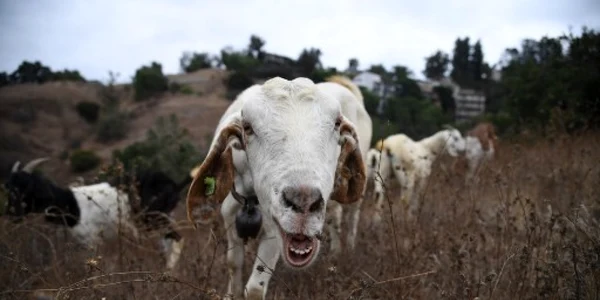 Capre angajate pentru a curata vegetatia din California FOTO AFP