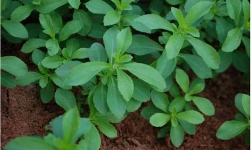 stevia jpeg
