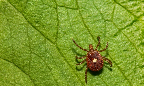 Capusa Amblyomma americanum Foto Shutterstock jpg