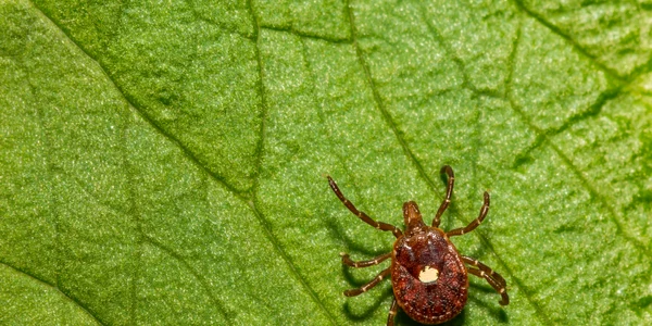 Capusa Amblyomma americanum Foto Shutterstock jpg