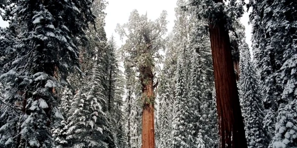 arbore sequoia FOTO distractify.com