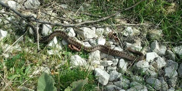 vipere siria 