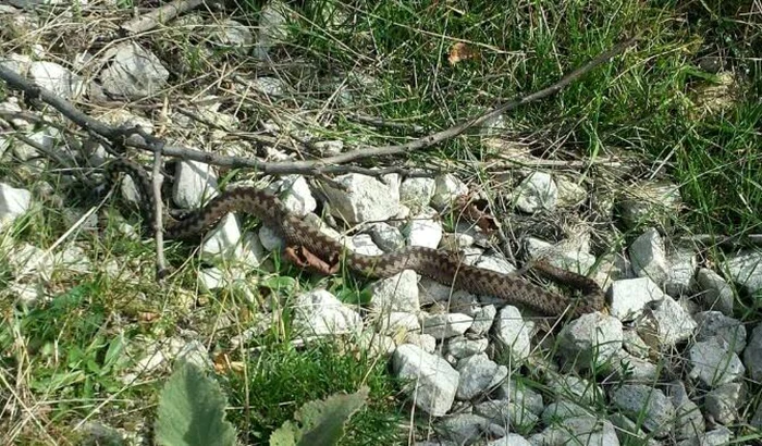 Vipera întalnită în drum de poliţist FOTO Facebook Constantin Nicolae Crainic