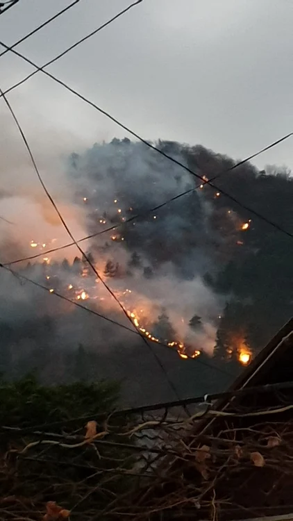 
    Este vorba despre o pădure de pin și foioase Sursa foto: ISU Bacău  