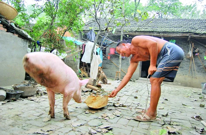 A învăţat să meargă în două picioare de când era pui