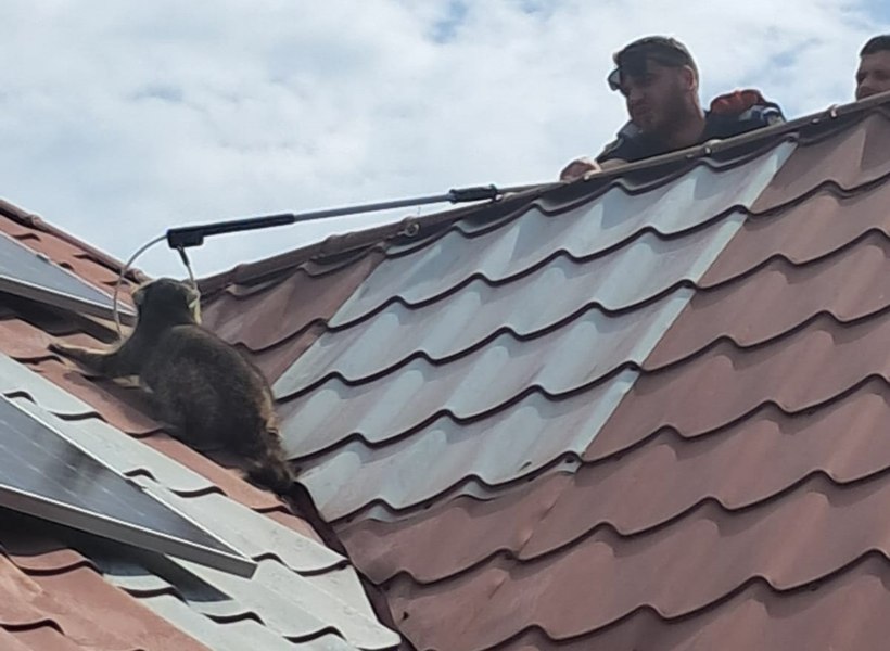 Un raton buclucaș, urcat pe acoperişul unei case din Mihail Kogălniceanu, le-a dat de furcă jandarmilor constănțeni