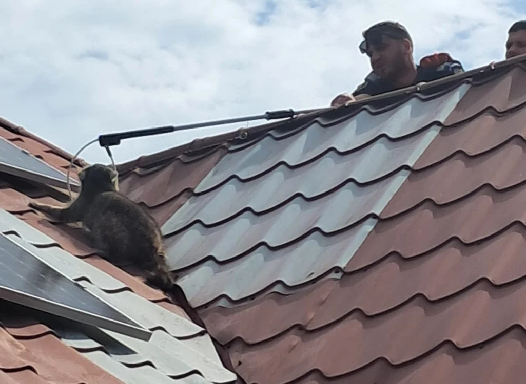 Jandarmii s-au chinuit minute bune să prindă ratonul. FOTO: IJJ Constanţa