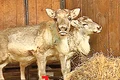 reni zoo jpg