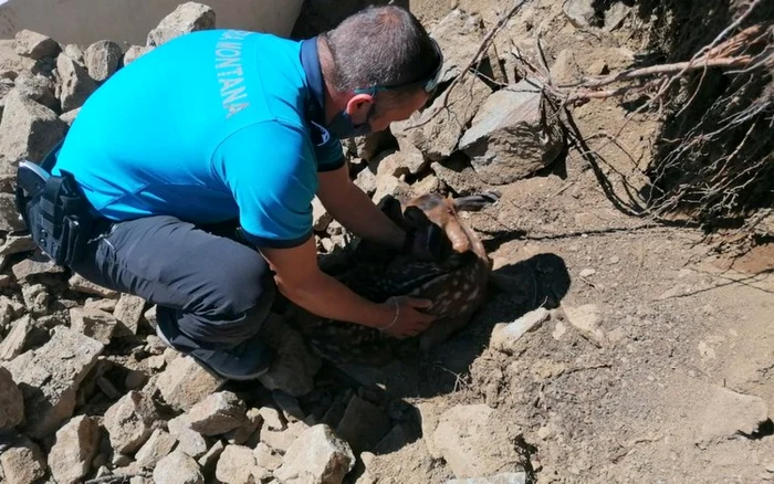 Un pui de cărprioară blocat între pietre pe marginea drumului din Parâng a fost salvat de jandarmii montani foto ijj hunedoara