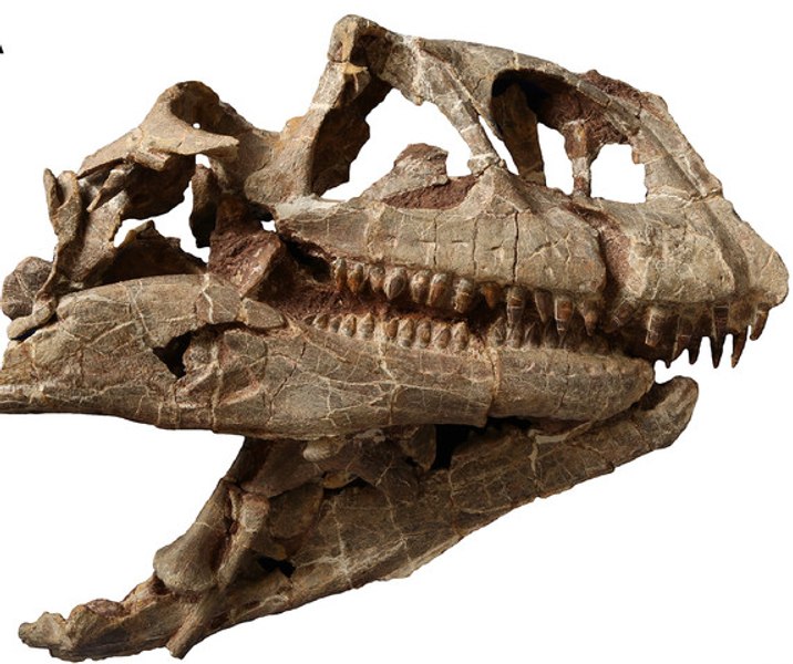 Craniul uriaș al unui dinozaur, vechi de 200 de milioane de ani, a fost descoperit, în premieră, în China